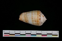 藏品(紅嬌鳳凰螺)的圖片